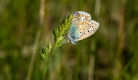 A delicate butterful photographed at Le Camp, South West France. Our natural green spaces are a haven for wildlife.