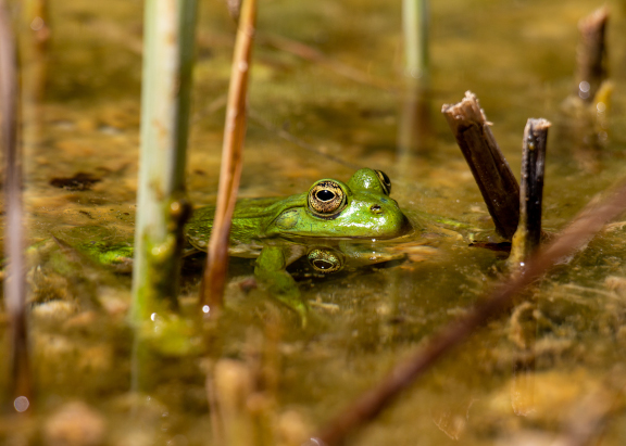 https://www.lecamp.co.uk/storage/2021/11/Lecamp-frog-Case-Conflict.jpg